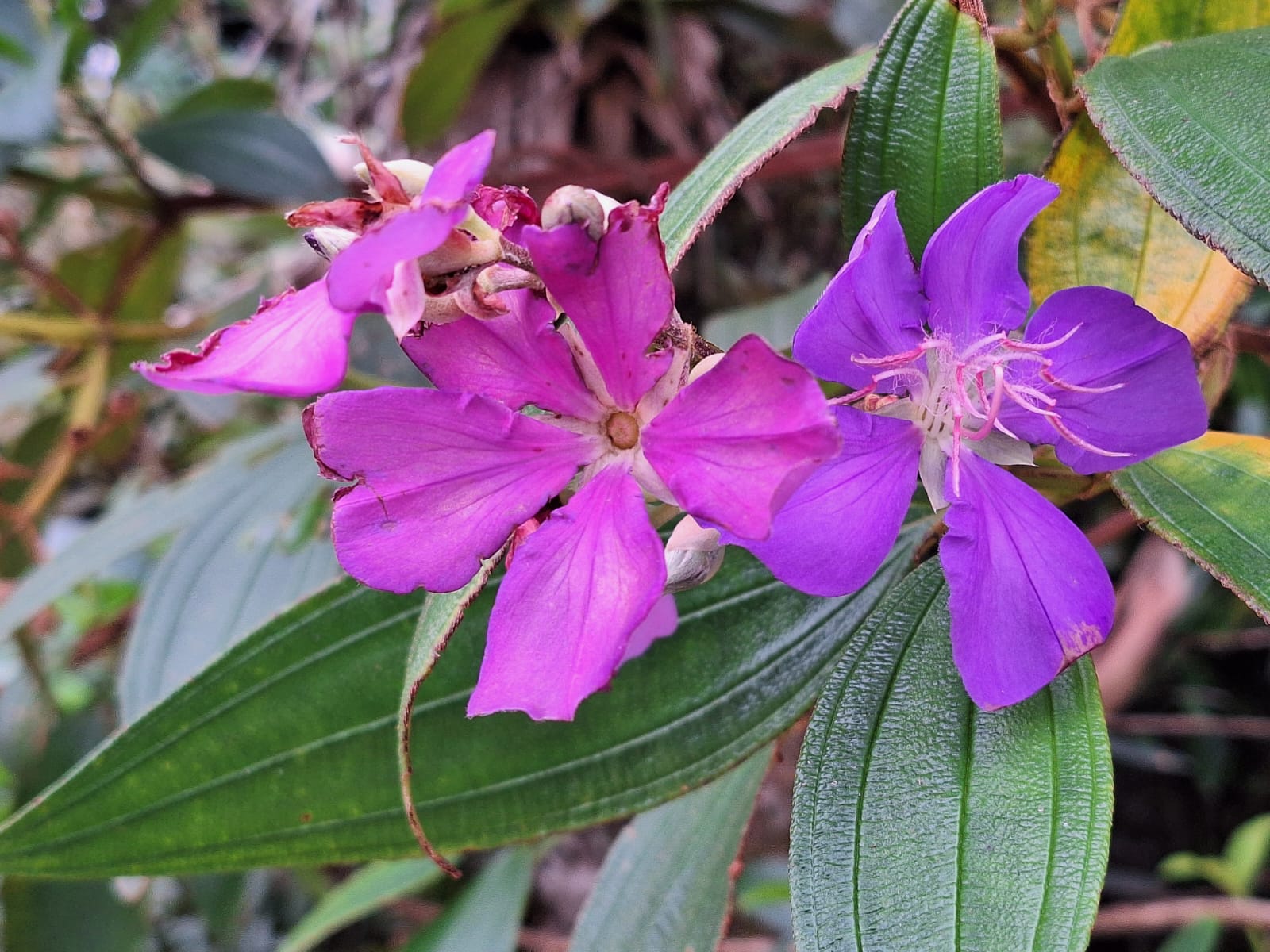Encontro Anual da Comissão Organizadora em Florianópolis - SC, de 05 a 08/06/2025 : Trabalho e Orações